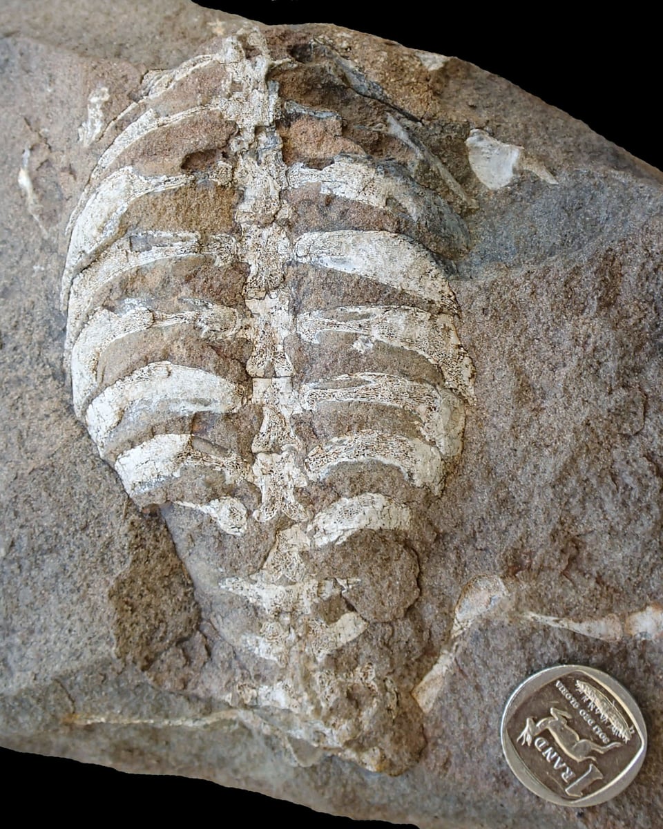 Fossilien eine Skelettes, dass einer Schildkröte ähnelt.