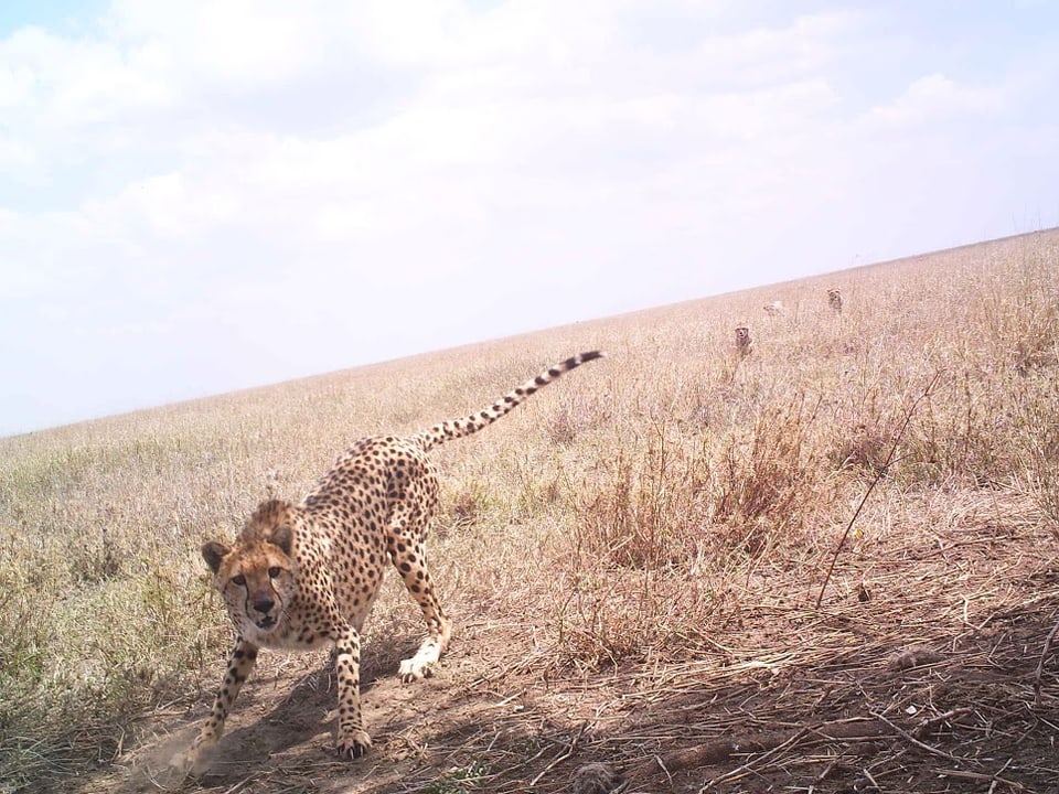 Ein Gepard schaut in die Kamera