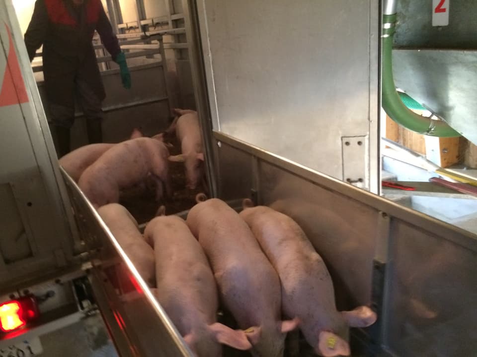 Auch der Schweinetransporter kann direkt in den oberen Stock fahren.