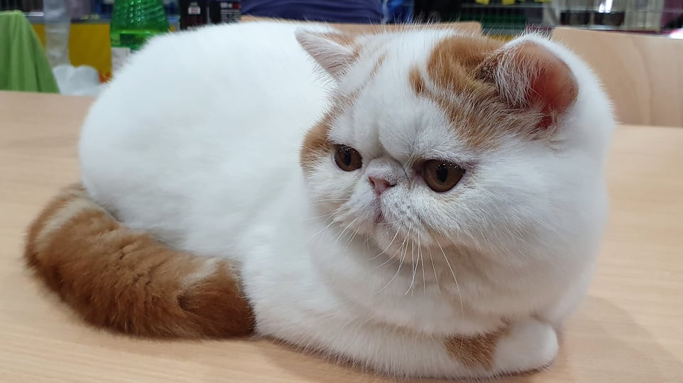 Katze, Rasse: Exotic Shorthair