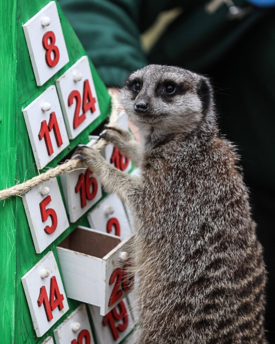 Ein Erdmännchen erkundet einen Adventskalender aus Holz