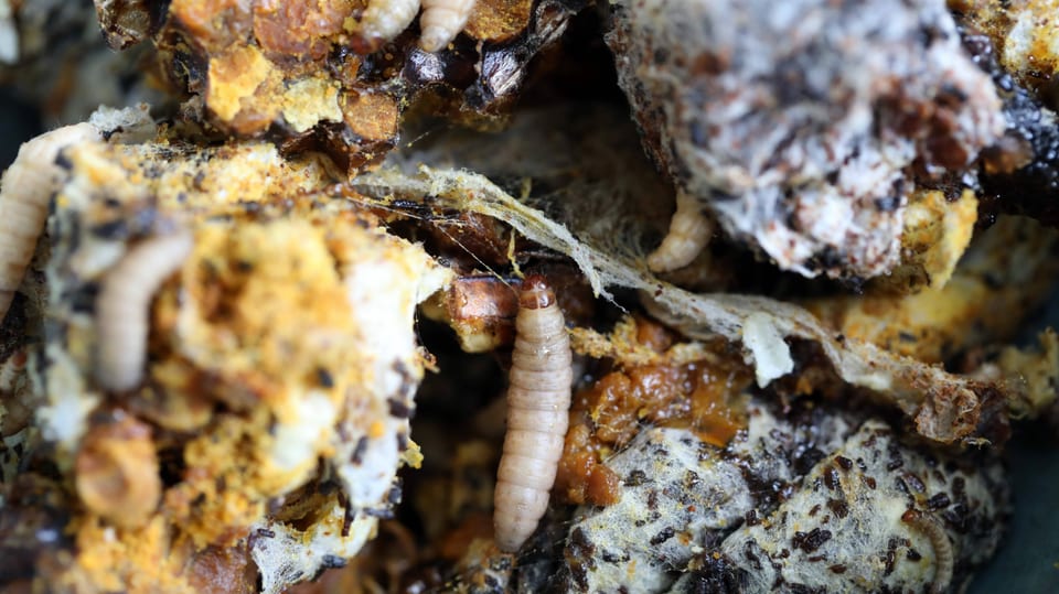 eine Made auf einer alten Bienenwabe