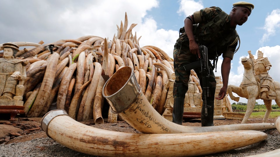 Ein Bewaffneter vor einem Berg Elefanten-Stosszähhne, die zur Verbrennung aufgeschichtet werden.