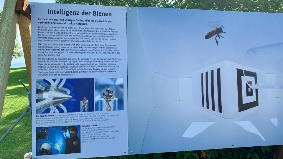 Mit diversen Fotos und Texten auf Tafeln vor dem Seeparksaal in Arbon zeigt das Bienenschutzprojekt «Bee Family» eine neue Ausstellung über die Bedeutung der Bienen.