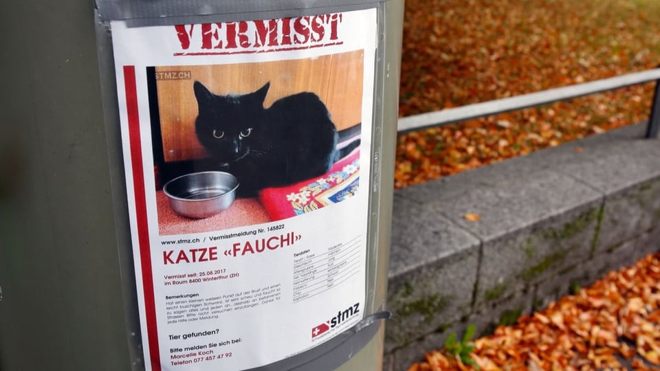 Vermisstmeldung einer schwarzen Katze an einem Laternenpfahl.