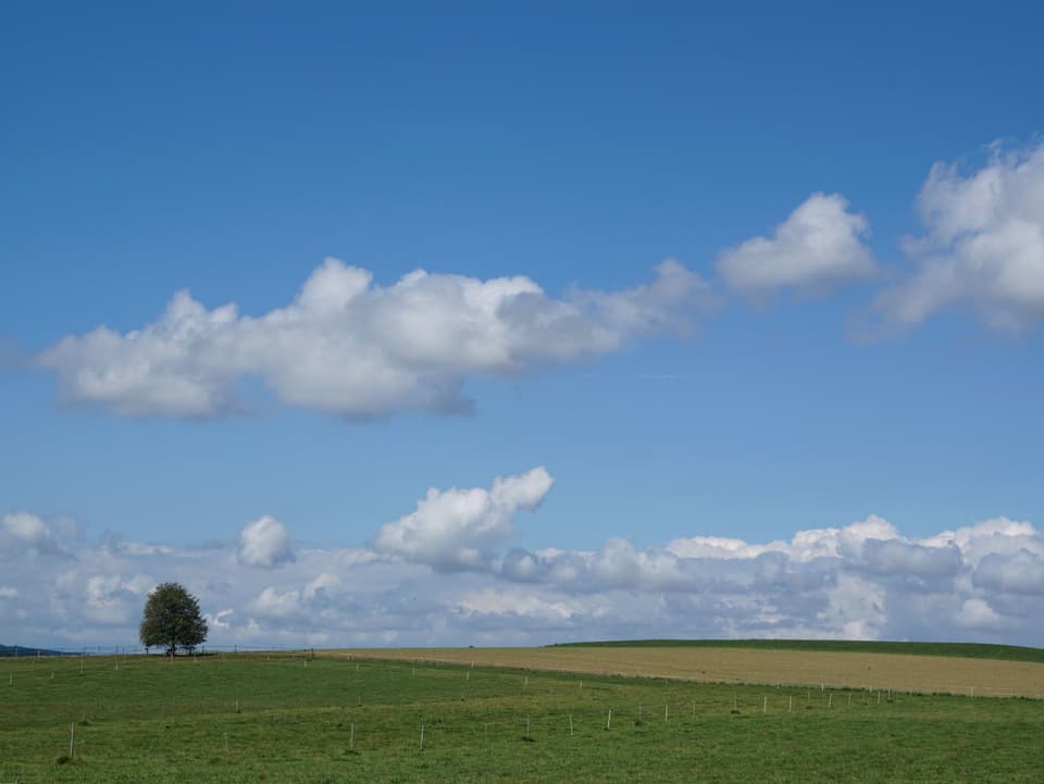 Grüne Wiese, grüner Baum, dahinter ein blauer Himmel mit Schönwetterwolken.