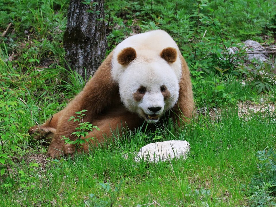 Brauner Panda im grünen Gras