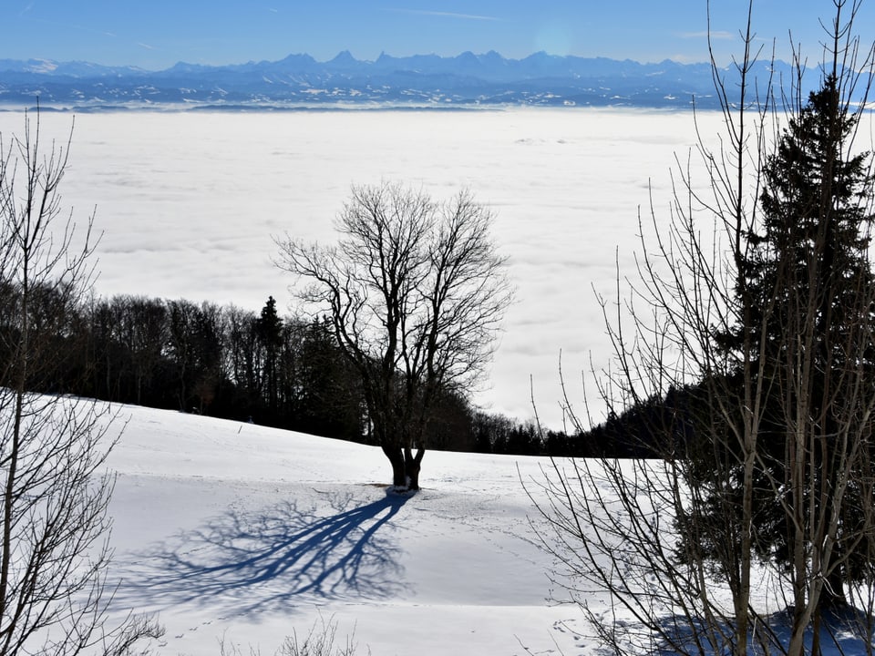 Blick vom Jura auf das Nebelmeer im Mittelland und am Horizont die gestochen scharfen Alpenkette.