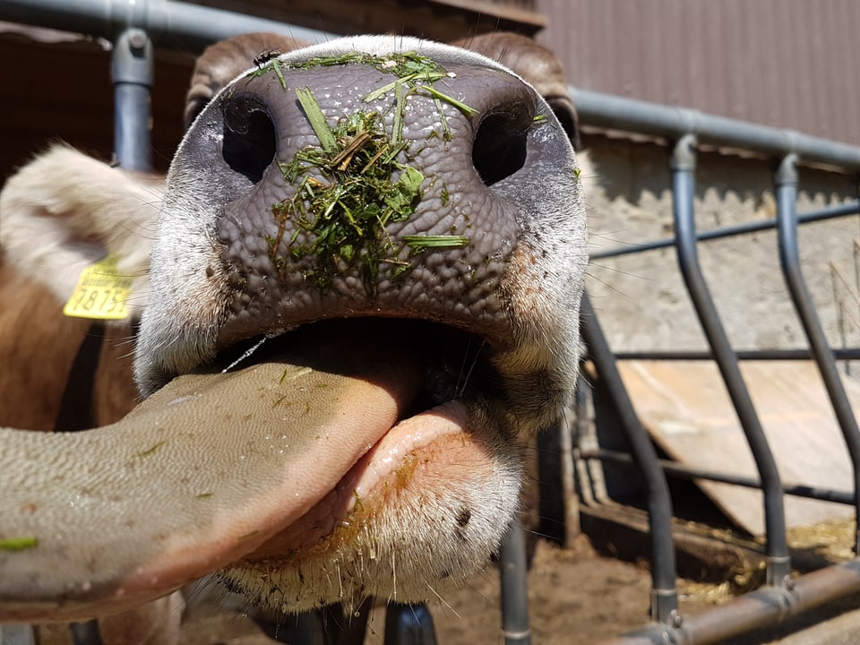 Eine Kuh leckt die Kamera ab