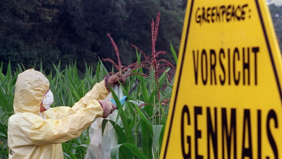 Eine Person in einem Schutzanzug steht in einem Feld genmanipulierter Maissorten.
