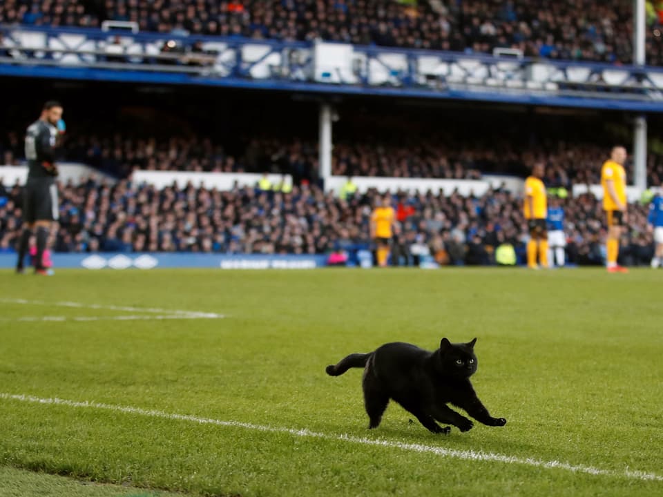 Eine schwarze Katze stürmt den Rasen.