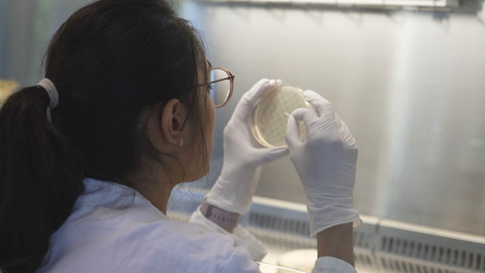 Eine Laborantin schmiert Bakterien auf eine Petrischale