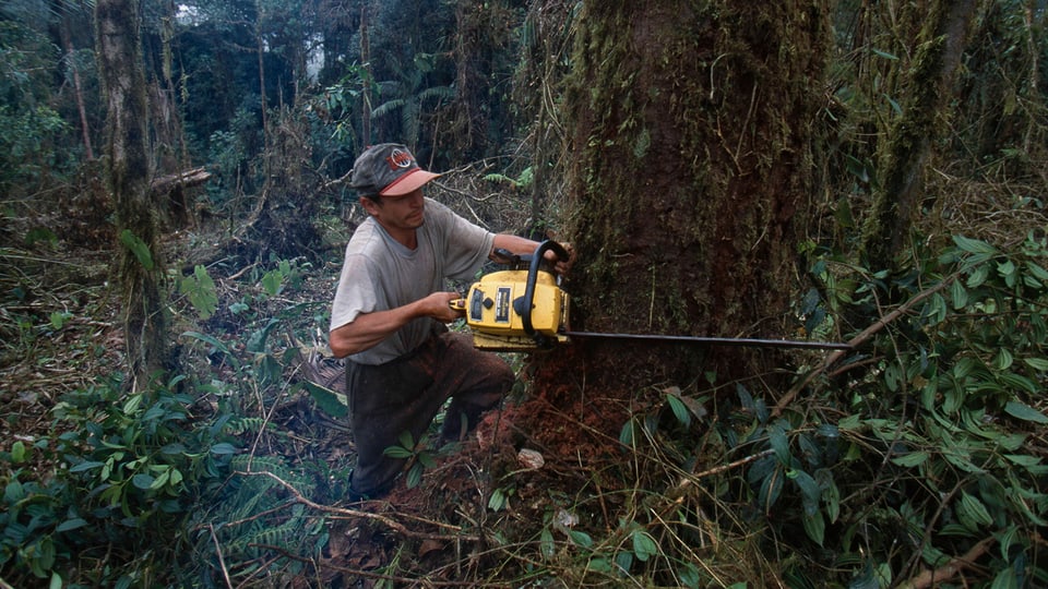 Abholzung Regenwald mit Kettensäge