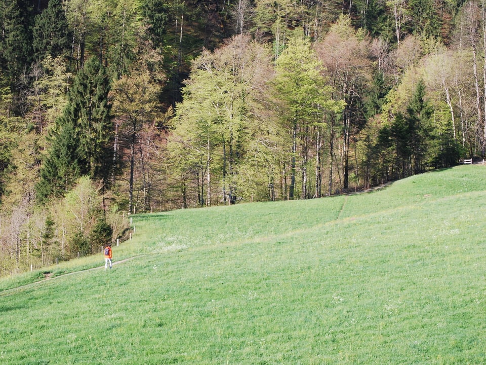 Nik wandert auf einer grünen Wiese am Waldrand entlang.