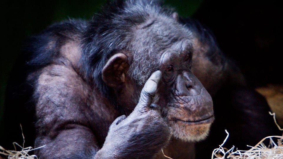 Ein Schimpanse liegt im Stroh, tippt sich mit dem rechten Zeigefinger an die Stirne.