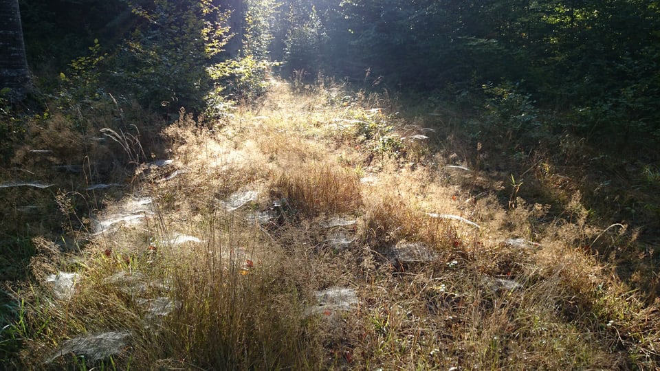 In der Nachmittagssonne glänzen Spinnnetze auf einem Waldboden bei Biberist