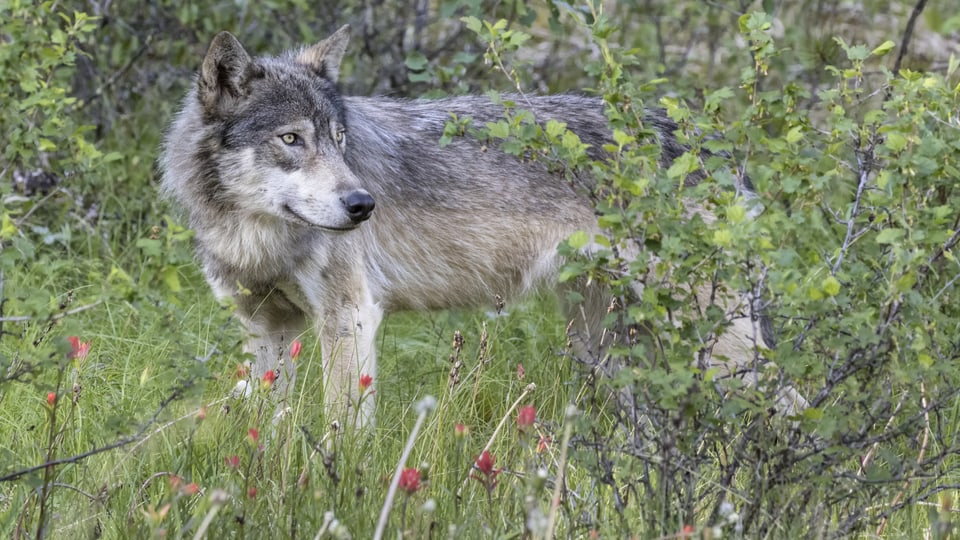 Nordamerikanischer Wolf im Gras und Gebüsch