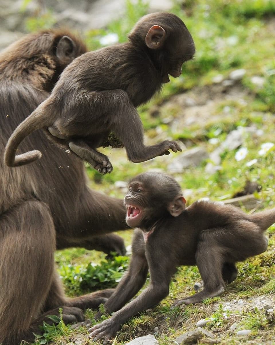 Zwei kleine Affen, die sich streiten.