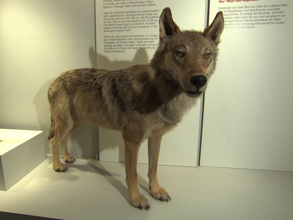 Wolf von Hägendorf im Ausstellungsraum.