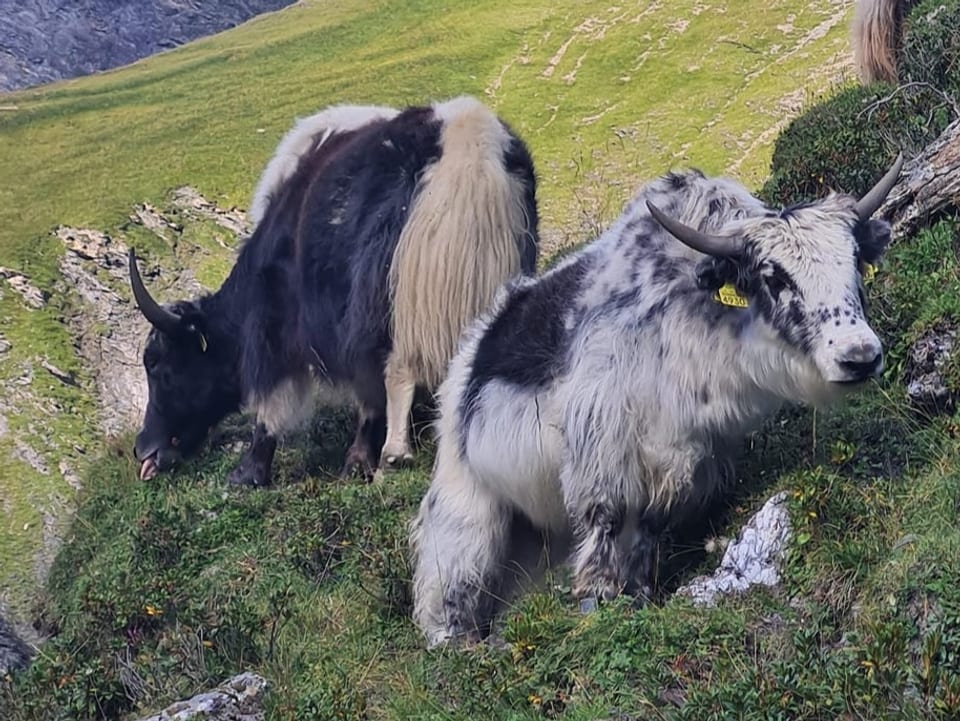 Zwei Yaks im steilen Gelände