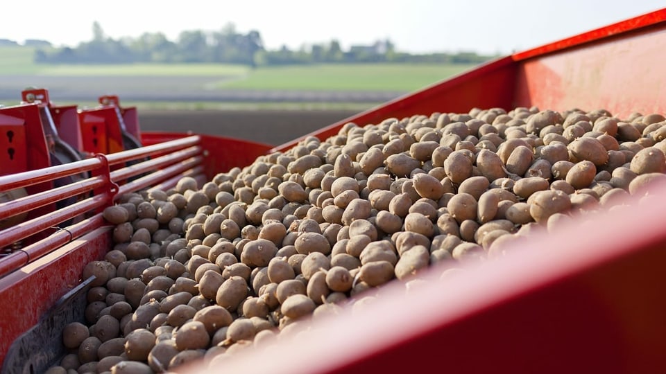 Nachhaltig und umweltbewusst? Ein Wagen mit Kartoffeln, die gerade geerntet wurden.