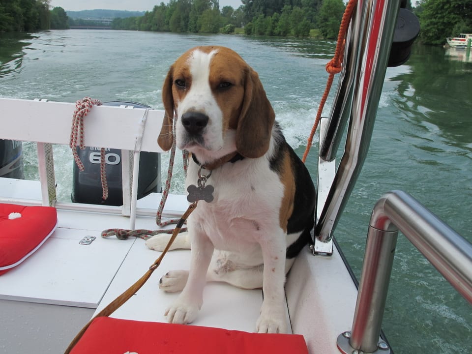 Der Hund von Kapitän Fankhauser hat einen weissen Bauch, einen braun-weissen Kopf und einen braun-schwarzen Rücken. Er sitzt im Heckteil des Bootes und blickt zufrieden in die Kamera.