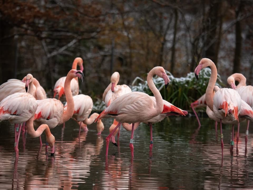 Flamingos gruppieren sich im Wasser.