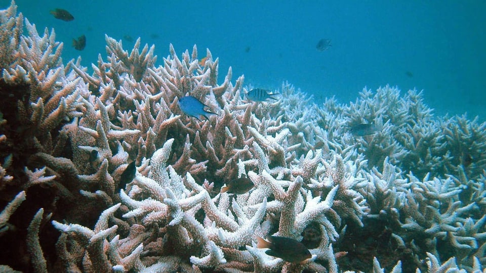 Ausgebleichtes Korallenriff.