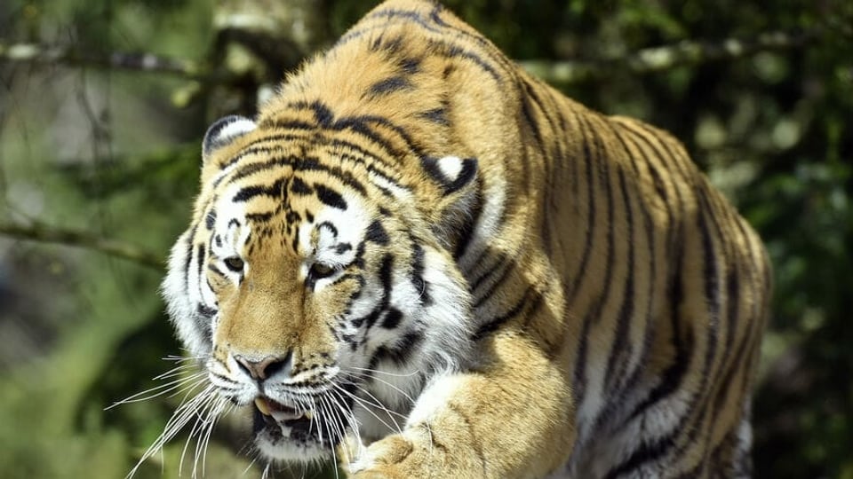 Walter Zoo Gossau zeigt sich bestürzt nach tödlicher Tiger-Attacke im Zürich Zoo