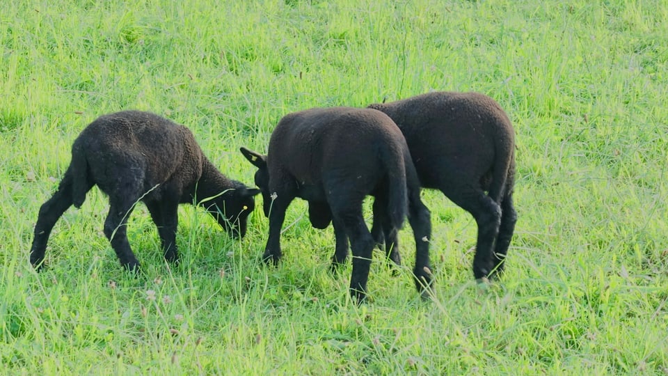 Drei schwarze Schafe auf der Weide.