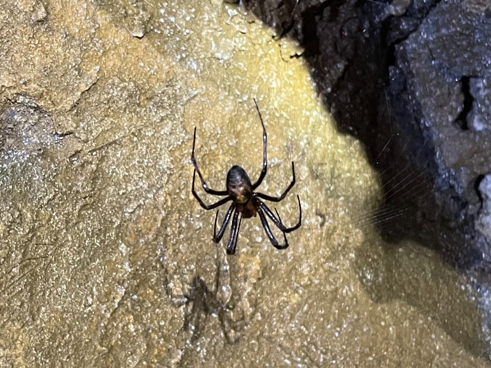 Eine schwarze Spinne mit brauner Rückenmusterung hängt von der Höhlendecke.