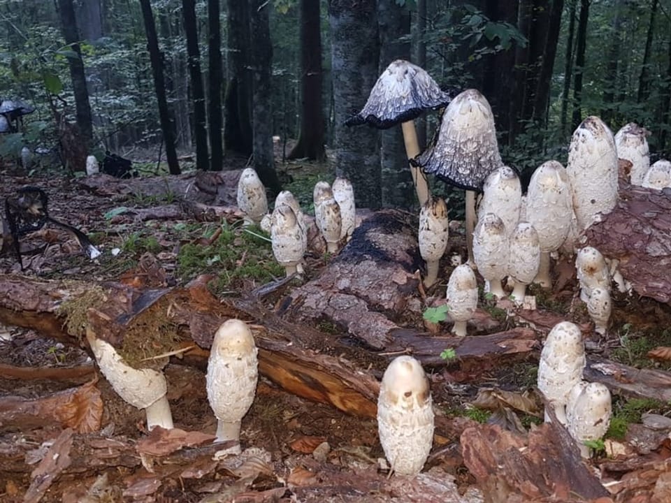 Pilze schiessen aus dem Waldboden