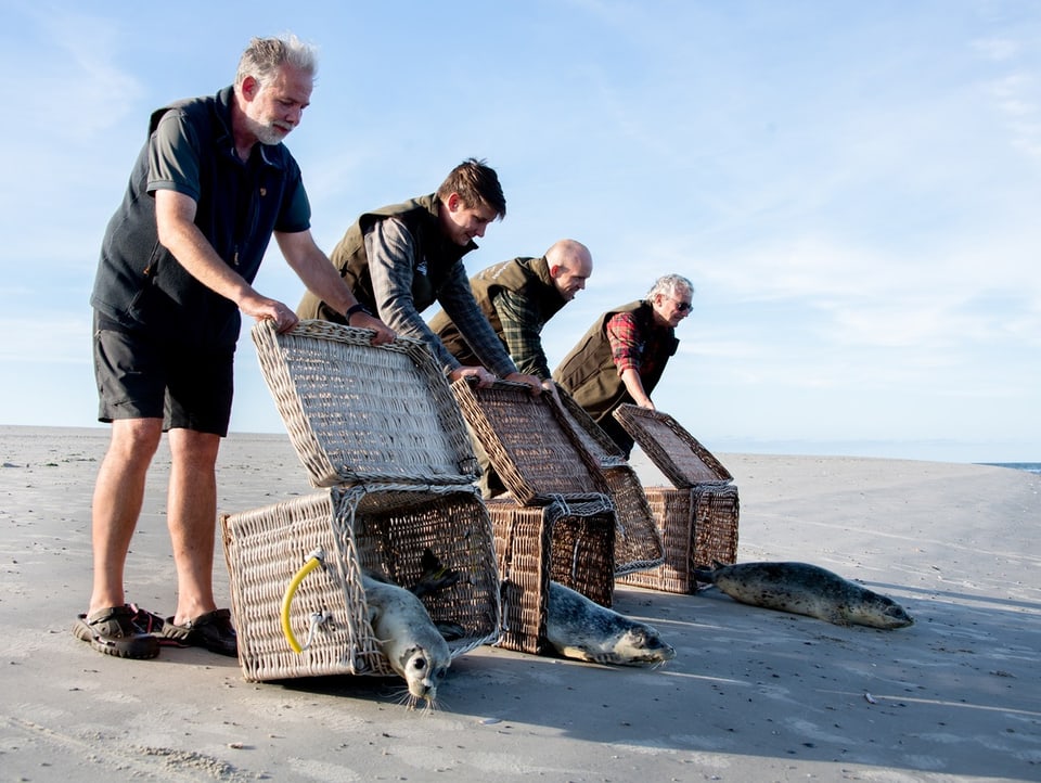 Drei Seehunde werden von Menschen aus Körben entlassen