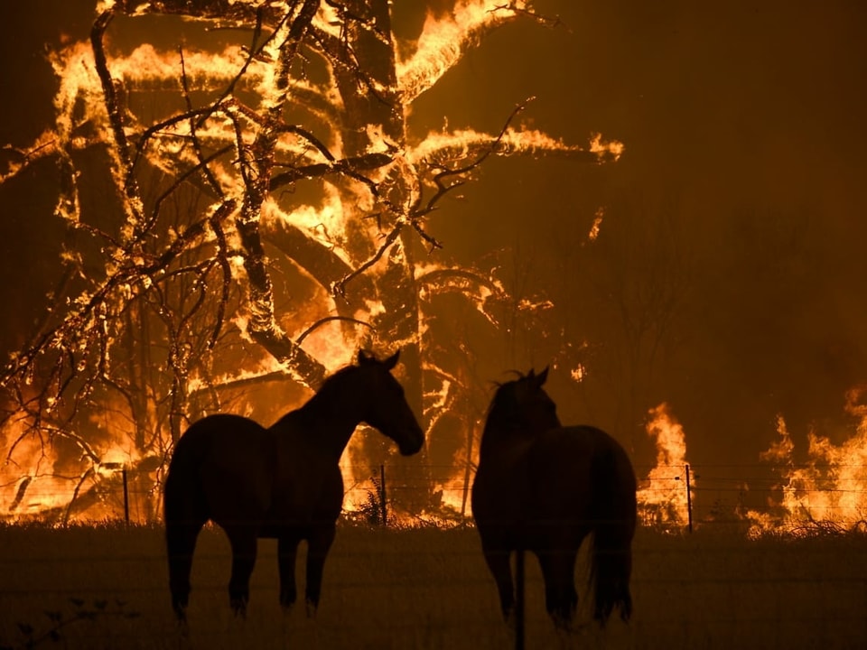 Silhouetten von Pferden vor einem brennenden Baum.