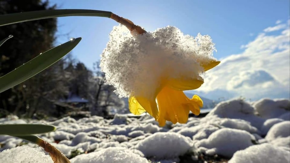 Frühlingsblume unter dem Schnee