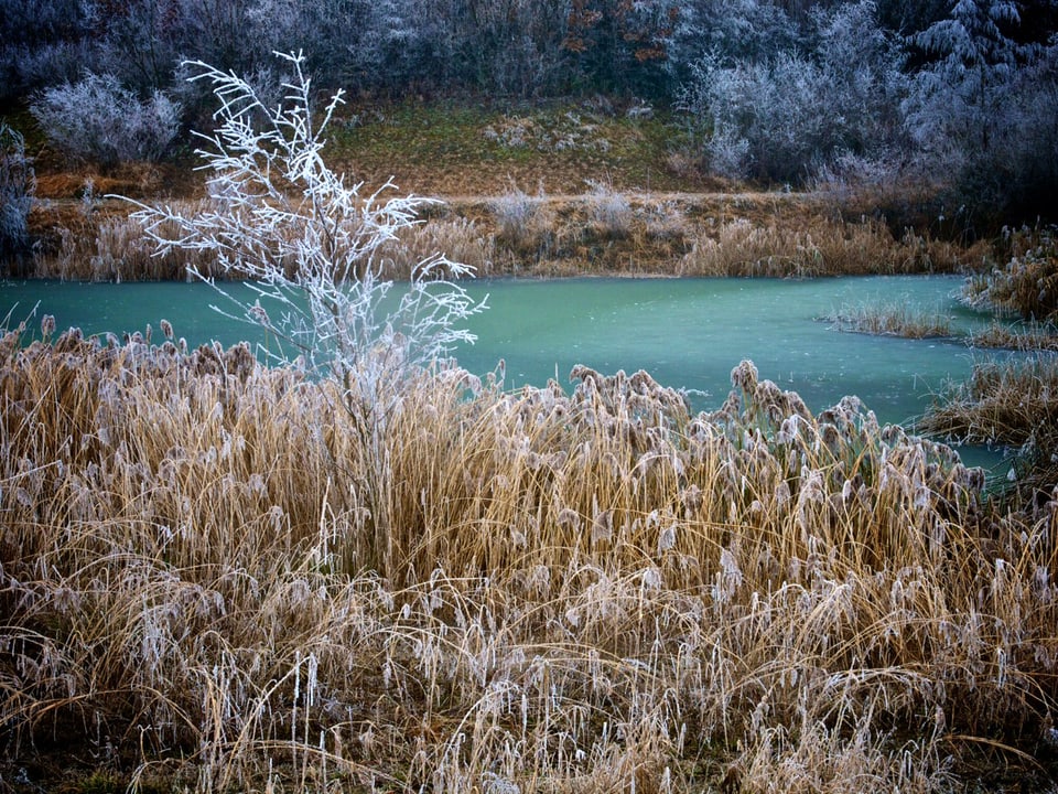 Ein wunderschönes Bild einer winterlichen Teich-Landschaft.