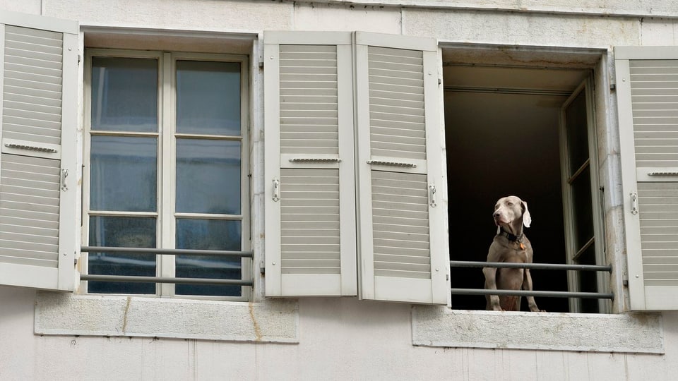 Ein grauer Hund schaut aus einem Fenster eines Wohnhauses in Genf hinaus.