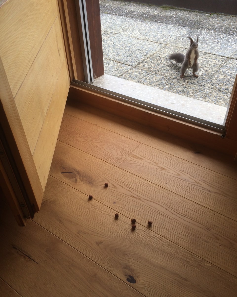 Eichhörnchen vor der Haustüre.