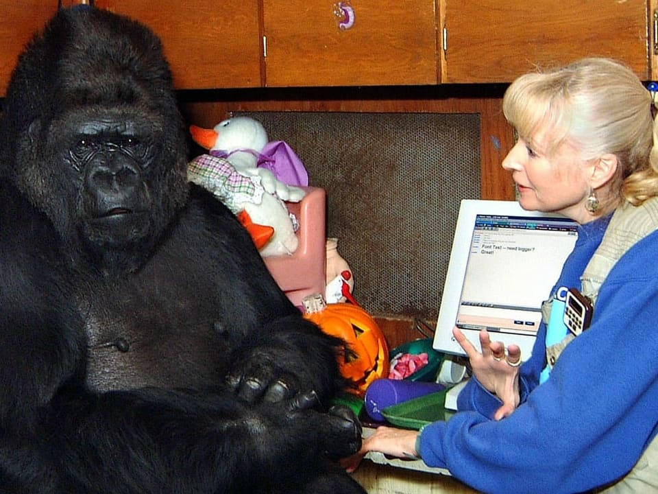 Fra rechts im Bild, Gorilla sitzend links