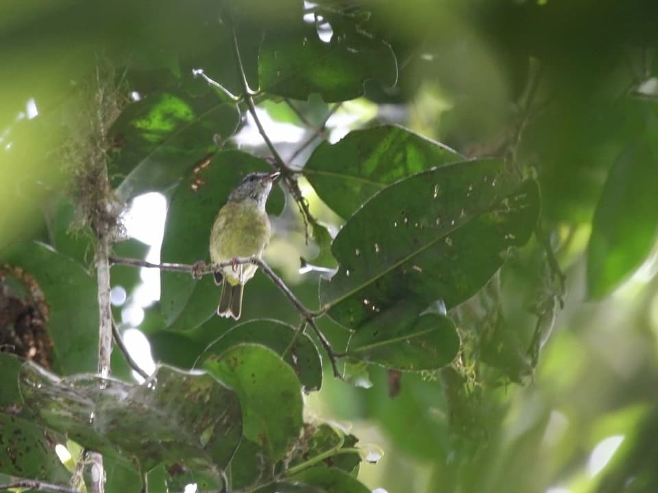 Ein hellgrüner Vogel sitzt auf einem Ast.