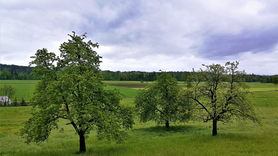 Blick auf saftig-grüne Wiesen und Bäume.