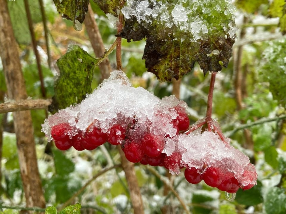 Egolzwil/LU Schnee auf Beeren,