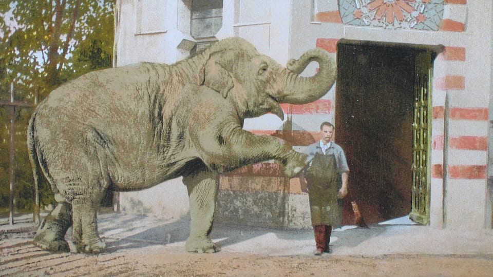 Elefant, der neben einem Mann steht und sein ein Vorderbein hebt.