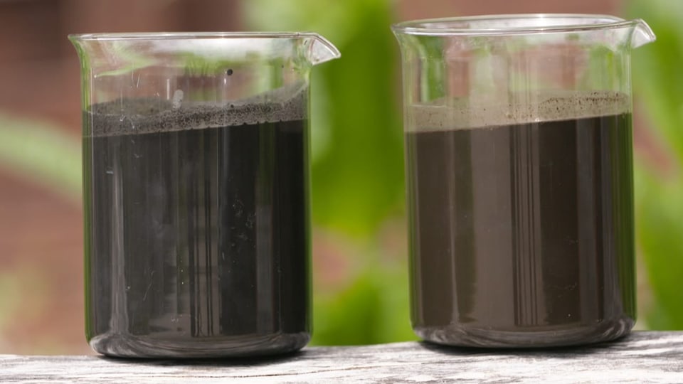 Links ist die Biogasgülle mit Pflanzenkohle zu sehen, rechts die leicht hellere Flüssigkeit ohne Pflanzenkohle.