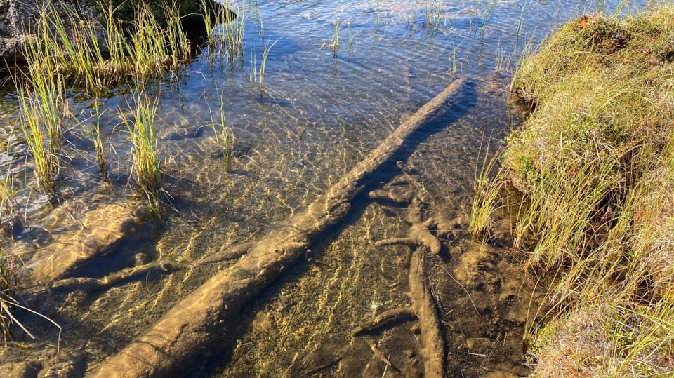 Ein alter Baumstamm liegt in einem Bergsee im Wasser