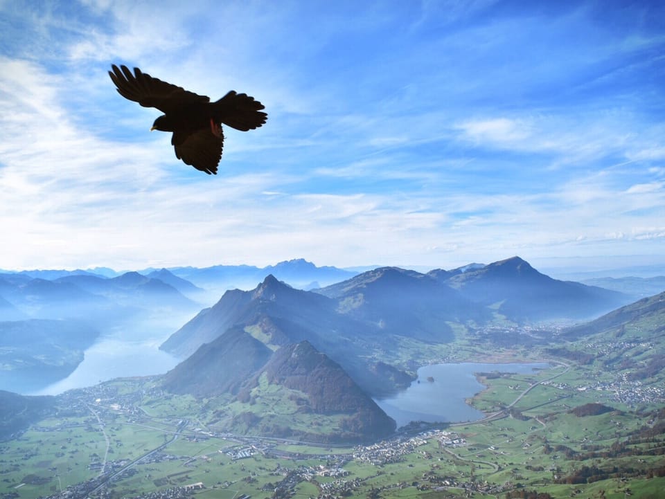 Ein Vogel kreist in der Luft. Grosser Mythen mit Blick auf den Vierwaldstättersee.