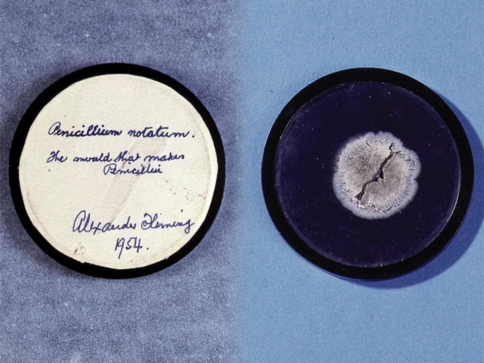 Die Petrischalen, in denen Alexander Fleming das Penicillin entdeckte.
