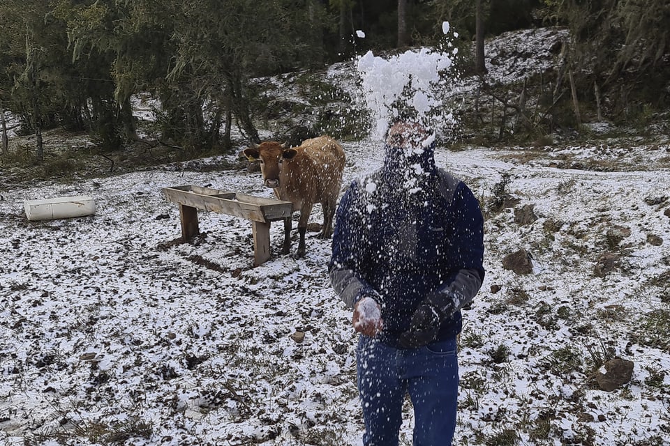 Ein Mann steht auf einer mit Schnee bedeckten Wiese und wirft Schnee in die Luft. Im Hintergrund steht eine Kuh.