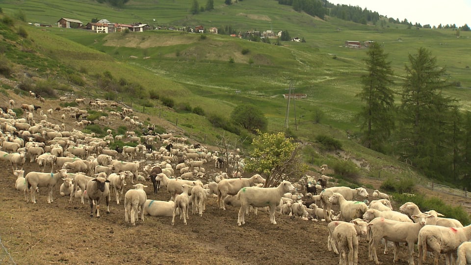 Ein Schafherde vor einem Dorf in Graubünden.