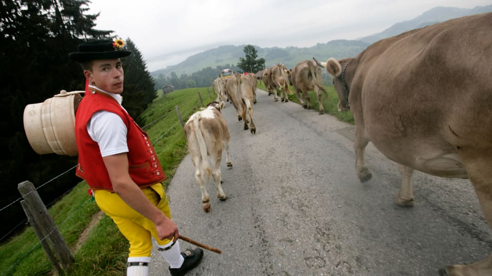 Kühe und Wirt auf einem Weg.